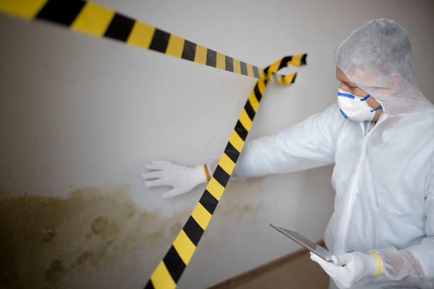 Best Mold removal after water damage  in Salem Heights, OH