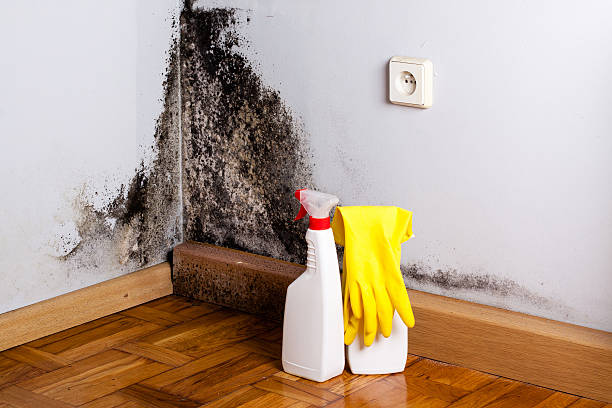 Best Professional water damage repair  in Salem Heights, OH